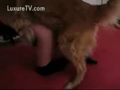 A golden retriever hits a slender adolescent of legal age from behind.